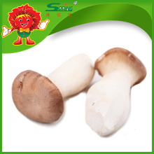 Wholesale Frozen Pleurotus